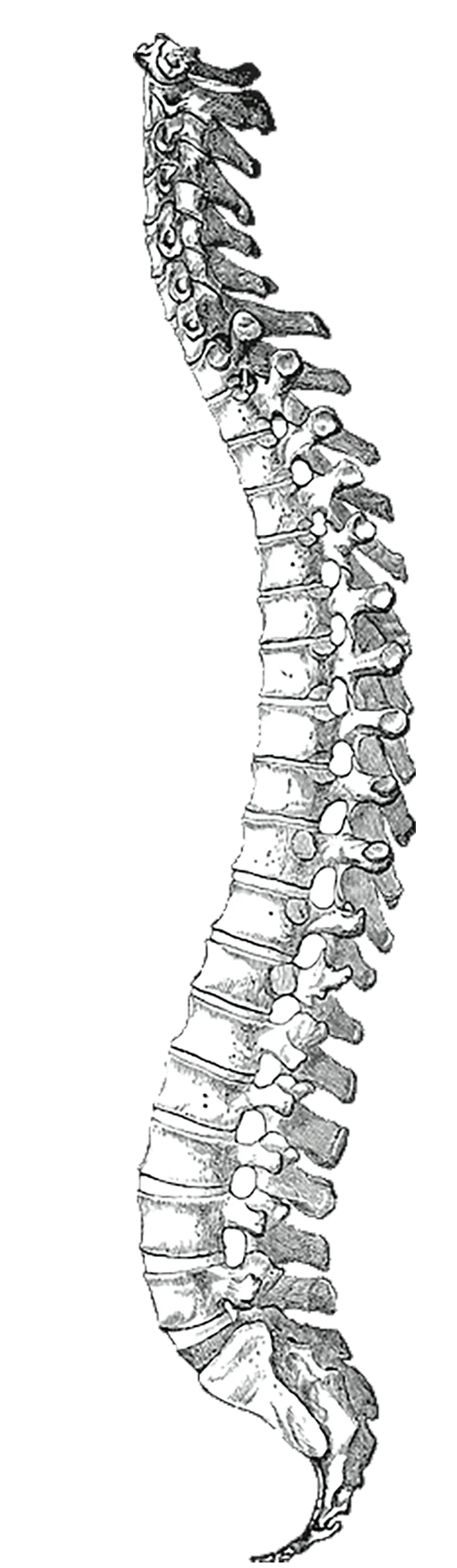 Spine3